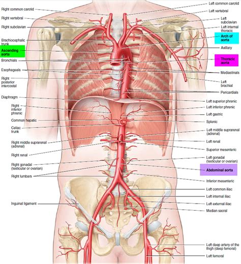 Aortic Aneurysm - Abdominal & Thoracic - Causes, Symptoms, Repair
