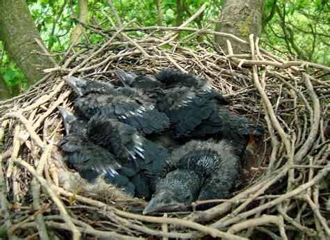 What Do Crows Use To Build Nests at Samuel Austral blog