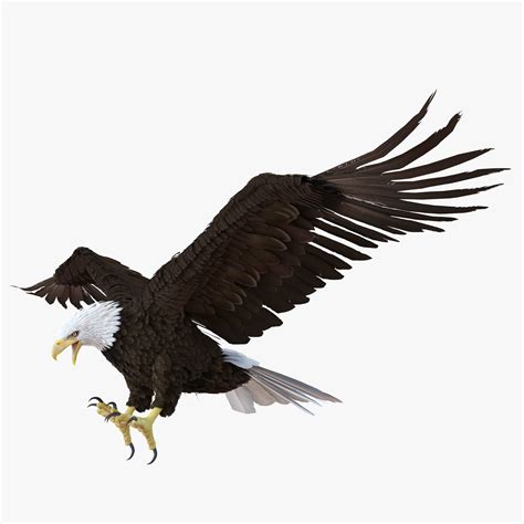 Bald Eagle Pose 2 3D | 3D Molier International