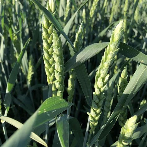 Brundage Wheat - Triticum aestivum - Great Basin Seed