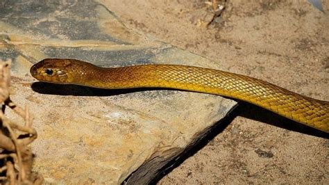 世界上最毒的蛇 这十大毒蛇太危险千万不要遇到-兴趣经验本