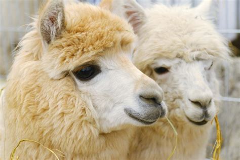 Alpaca | Habitat, Diet, Lifespan, & Facts | Britannica