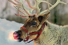 Real Reindeer Wallpaper by Happy Holidays Places Where You Can Actually Visit Reindeer Real Reindeer Wallpaper