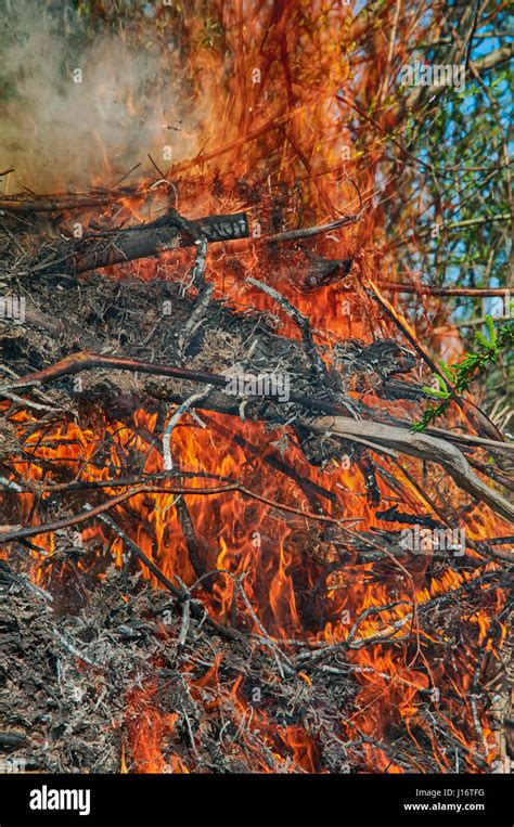 Image result for Spring Break Fire