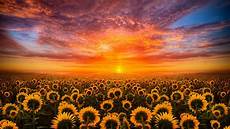 Wallpaper Desktop by Sunset Sky Cloud Field With Sunflower Hd Desktop Wallpaper Desktop