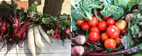 Get Some Farm-Fresh, Chemical Free Veggies At This Farm In Gurugram ...
