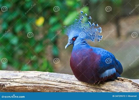 Victoria Crowned Pigeon or Goura Victoria Stock Photo - Image of goura, kingdom: 34729572