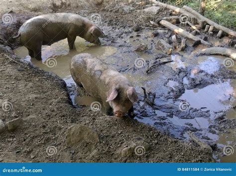 Dirty pigs in mud stock photo. Image of food, hamburger - 84811584