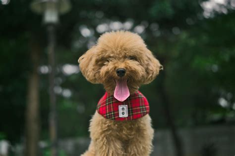 The 9 Most Skittish Dog Breeds - Hinsad.com