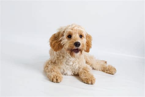 Image result for Cost for Cockapoo