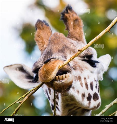 Giraffe mouth teeth hi-res stock photography and images - Alamy