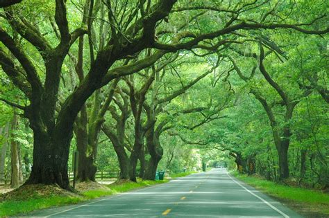 Wadmalaw Island Tourism (2022): Best of Wadmalaw Island, SC - Tripadvisor