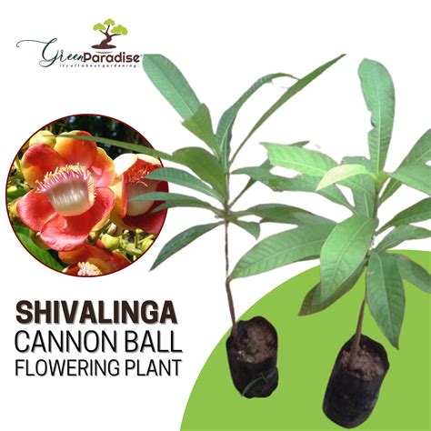 Shiva Linga Tree Holy Nagalinga Tree Cannon Ball Tree Live Plant ...