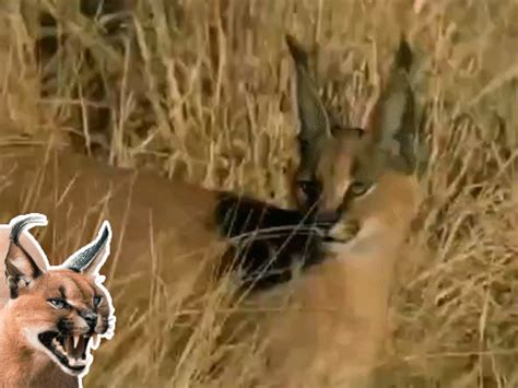 Rajasthan Caracal Survey Launched | Rarest Wild Cat known for its 11 ...