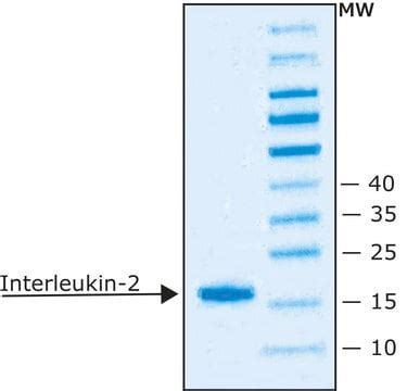 IL-2 from mouse, Interleukin-2, recombinant, expressed in E. coli ...