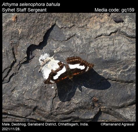 Athyma selenophora | Butterfly