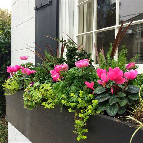 Window Box With Plants
