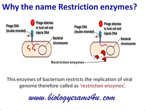 Image result for Restriction Enzymes Function