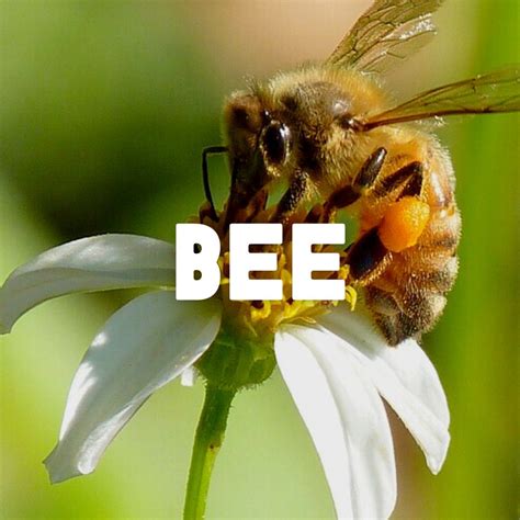 Rainforest Tree Types 的图像结果