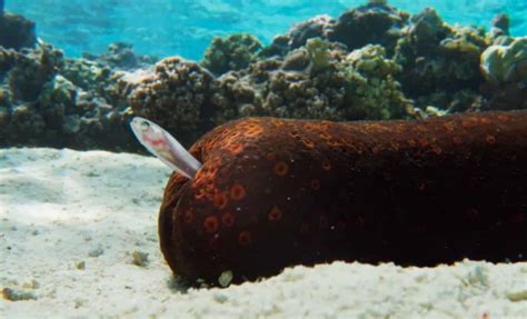 A Worm That Freezes Its Enemies With Goo—Is This the Grossest Thing You ...