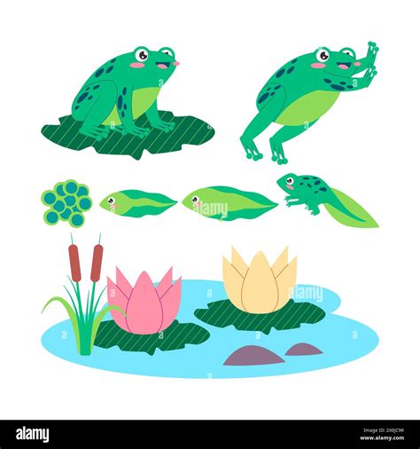 Frog Cycle 的图像结果