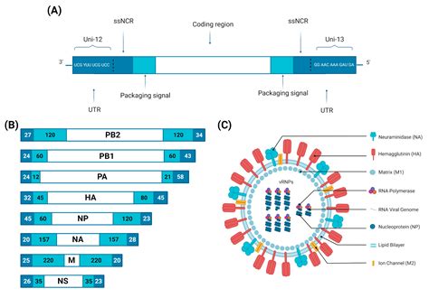 Avian Influenza Virus Tropism in Humans