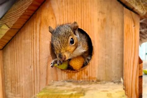 Man Builds Incredible Mini Village For Squirrels Back Garden