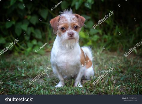 1+ Hundred Shih Tzu Chihuahua Mix Royalty-Free Images, Stock Photos ...