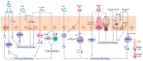 The Effects of a High-Fat Diet on Inflammatory Bowel Disease