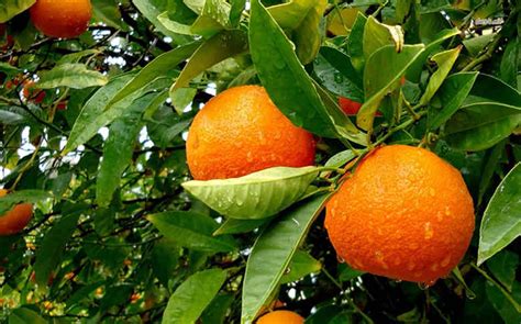 橙子的营养价值、趣闻与食疗 | 营养知识