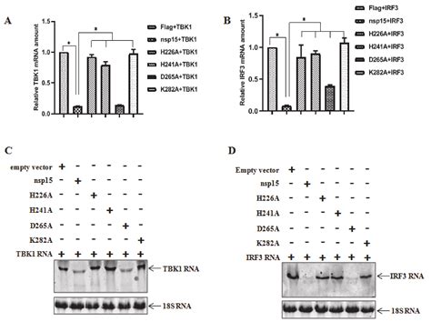 Porcine Epidemic Diarrhea Virus nsp15 Antagonizes Interferon Signaling ...