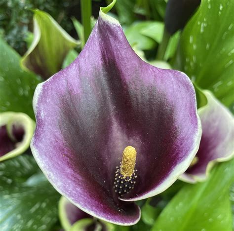 Purple Calla Lily Flower