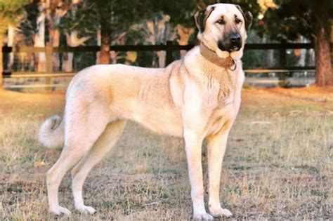 Kangal Shepherd Dog [Ultimate Guide: Health, Personality & More]