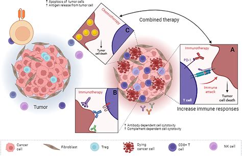 Frontiers | Can immunotherapy reinforce chemotherapy efficacy? a new perspective on colorectal ...