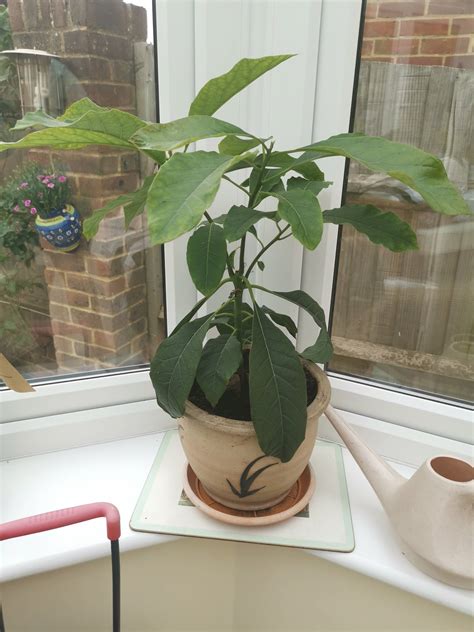 Image result for Avocado Tree Pruning