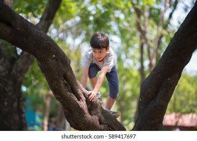 Climbing Tree 的图像结果