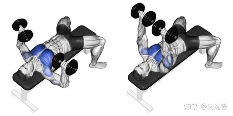 健身动作分解（胸）—哑铃卧推 - 知乎