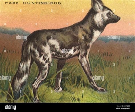 Cape Hunting Dog Stock Photo - Alamy