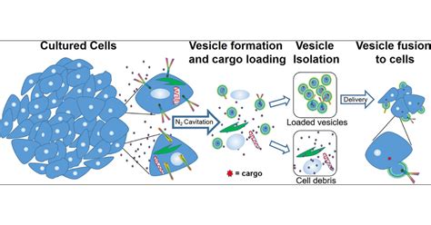 Vesicles Cell 的图像结果