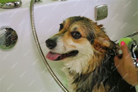 Śmieszne corgi welsh pembroke biorąc prysznic w salonie fryzjerskim ...