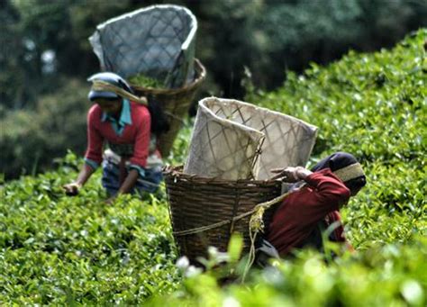 Tea Plantation in Dharamsala, Festival of Tea in Dharamsala