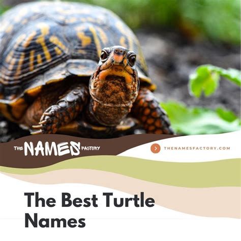 440+ Best Turtle Names Ideas [Cute, Funny & More]