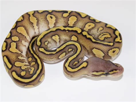 Image result for Pastel Red Stripe Ball Python