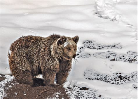 ‘The Himalayan brown bear is majestic and mysterious — filming it was ...