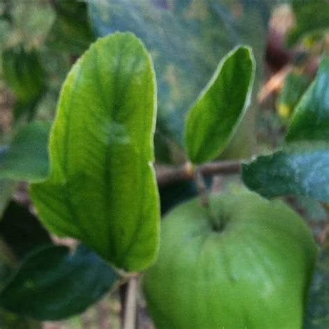 Ber plant/ Apple ber/ Indian Jujube Nursery Nisarga