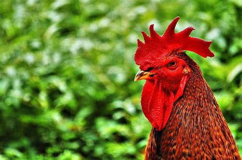 Chicken Little Game GUI Java 的图像结果