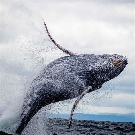 Alaska State Marine Mammal