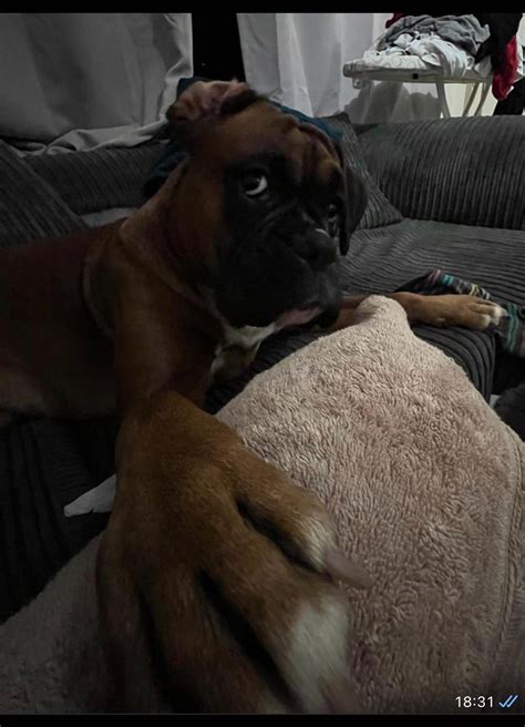 Boxer Human 的图像结果