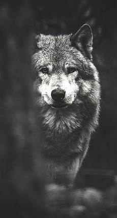 Wolf Wallpaper Android Hd by Wolf Backgrounds Wallpapers Images Design Trends Premium Wolf Wallpaper Android Hd