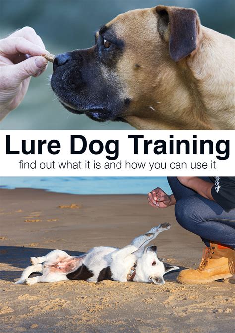 Dog Lure Training: What Is Luring And How To Use It - The Happy Puppy Site